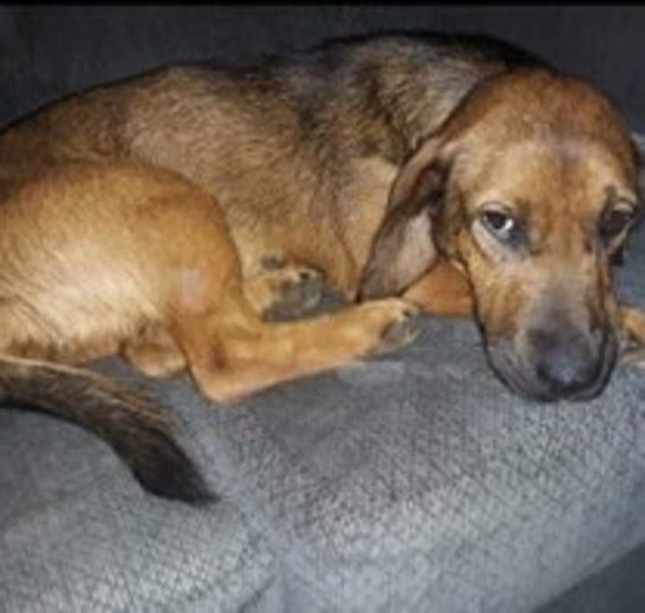 Photo of Shady (Stella)