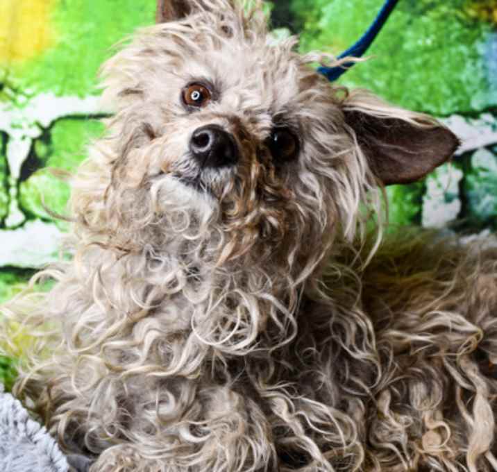 Photo of Coco