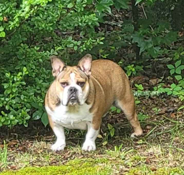 Photo of Winston Bulldog