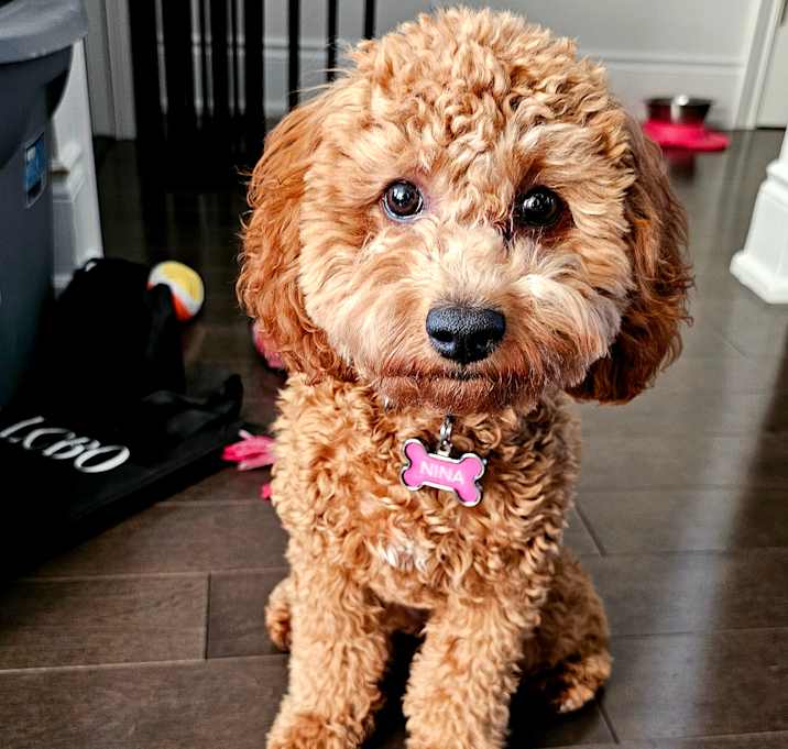 Photo of Nina