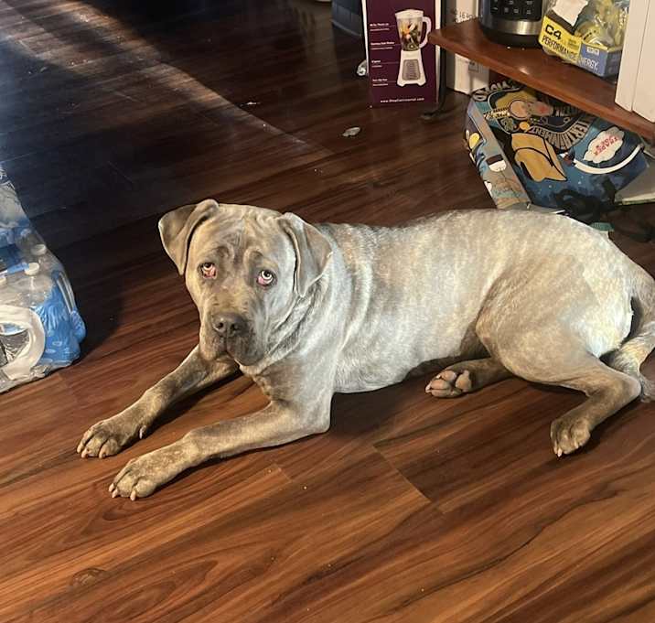 Photo of Sadie