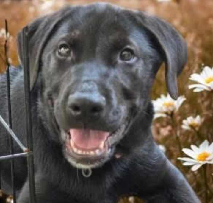 Photo of Azalea