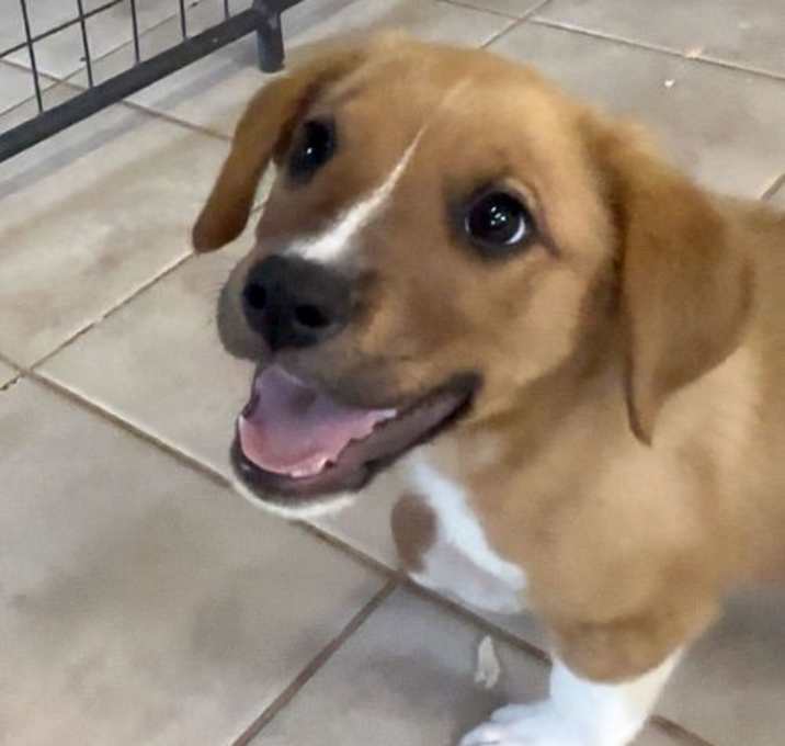 Photo of Scout