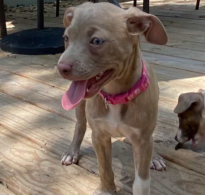 Photo of Lulu