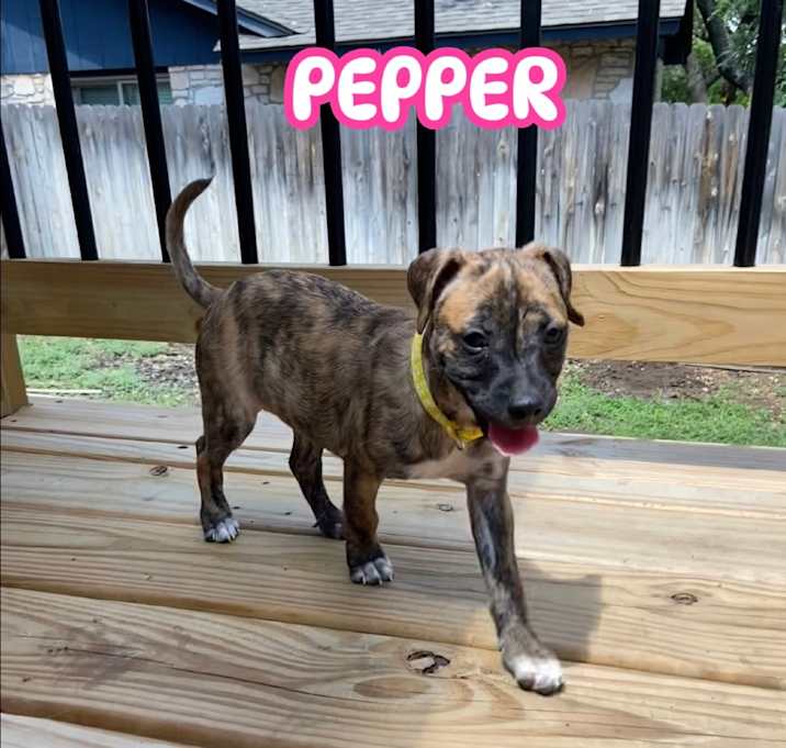 Photo of Pepper