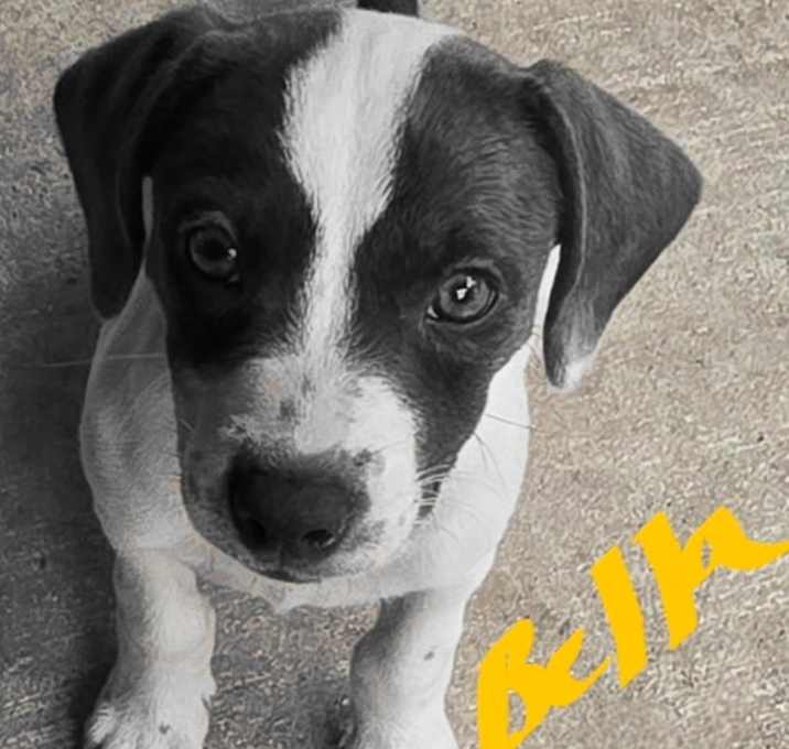 Photo of Bella