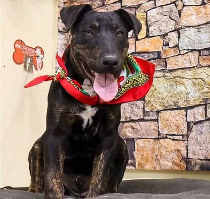 Photo of Harvey