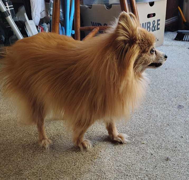Photo of Koda