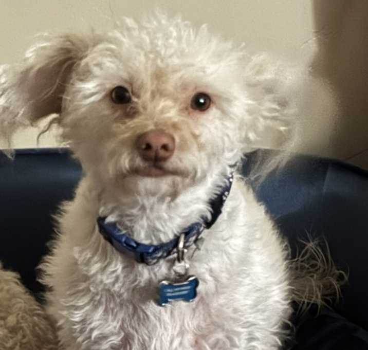 Photo of Dobby