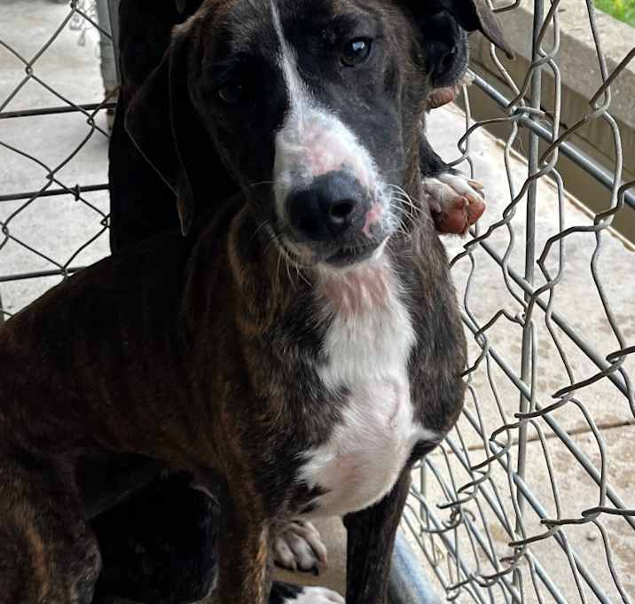 Photo of Lacey