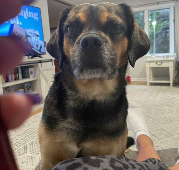 Photo of Loki