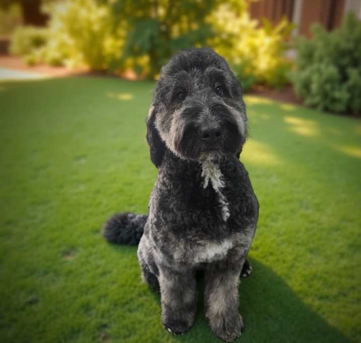 Photo of Barlie