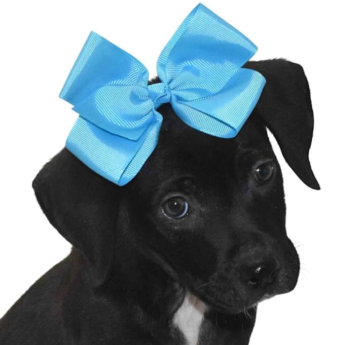 Photo of Darla