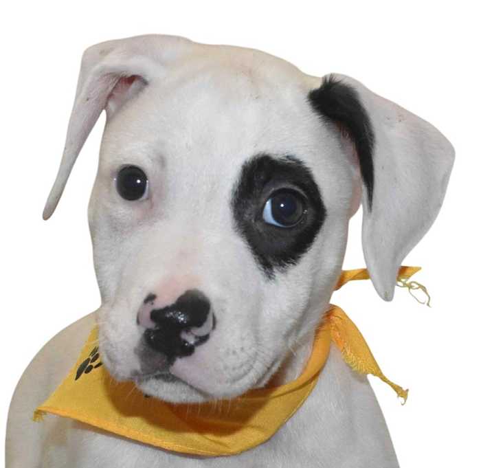 Photo of Petey