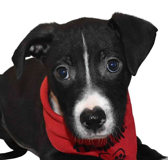 Photo of Spanky
