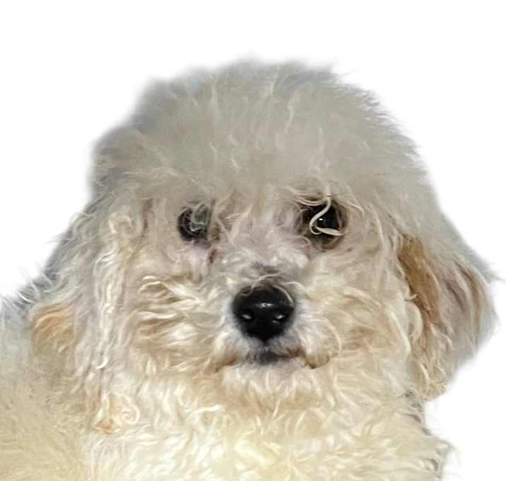 Photo of Magenta