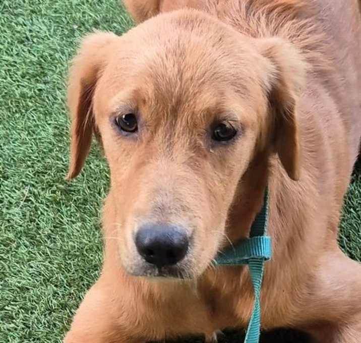 Photo of Ginger