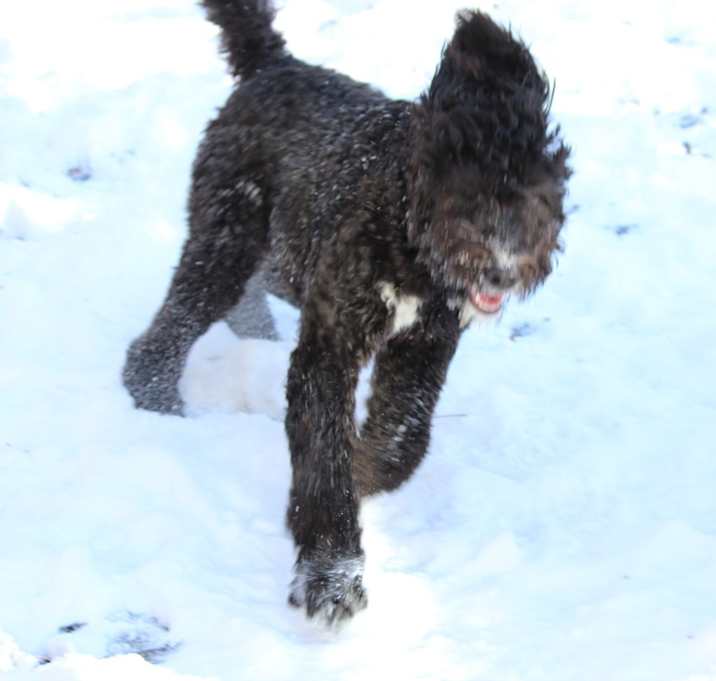 Photo of Snuffy