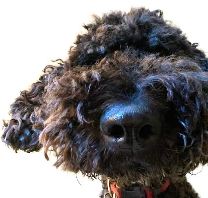 Photo of Snuffy