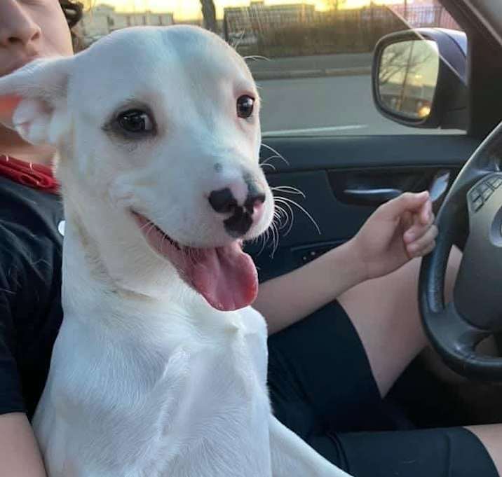 Photo of Bolt