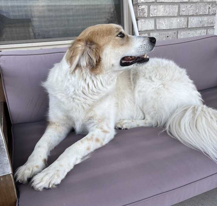 Photo of Penny