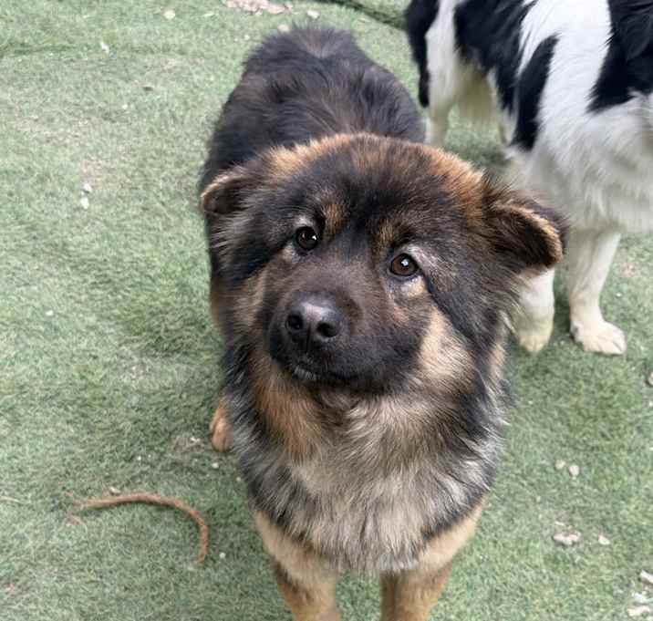Photo of Fudge