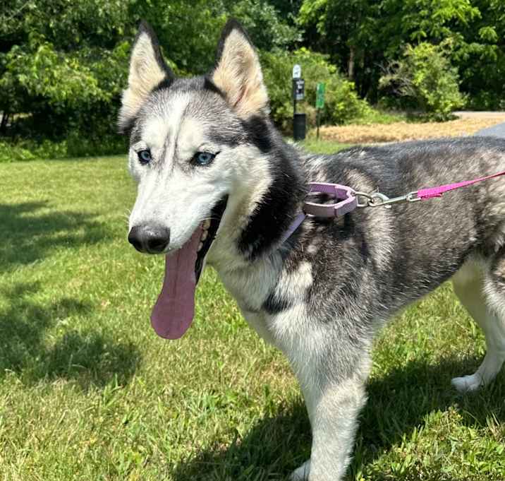 Photo of Kovu