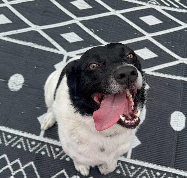 Photo of Pepper