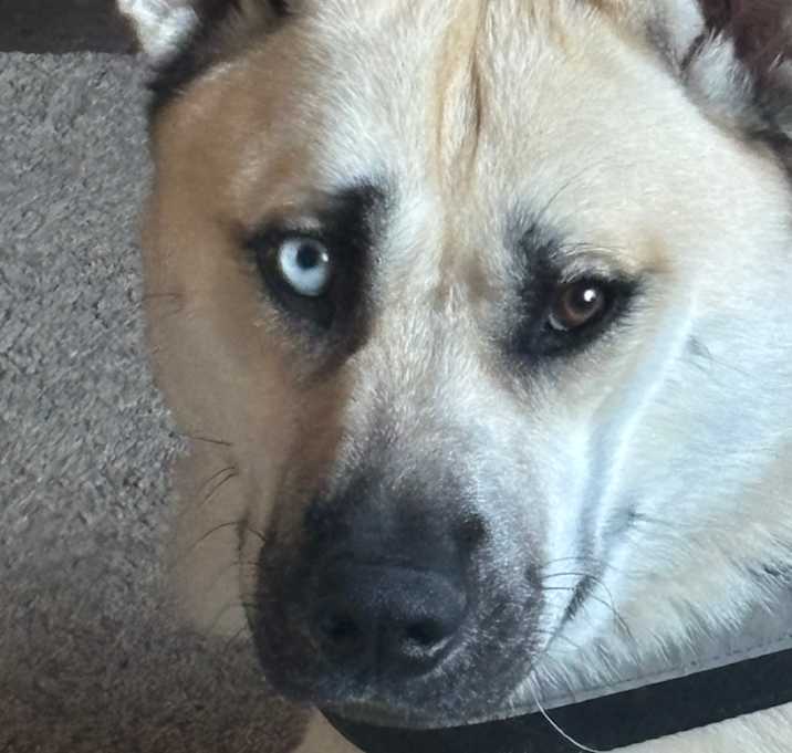 Photo of Cosmo