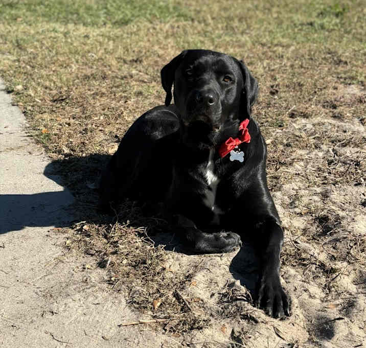 Photo of Milo