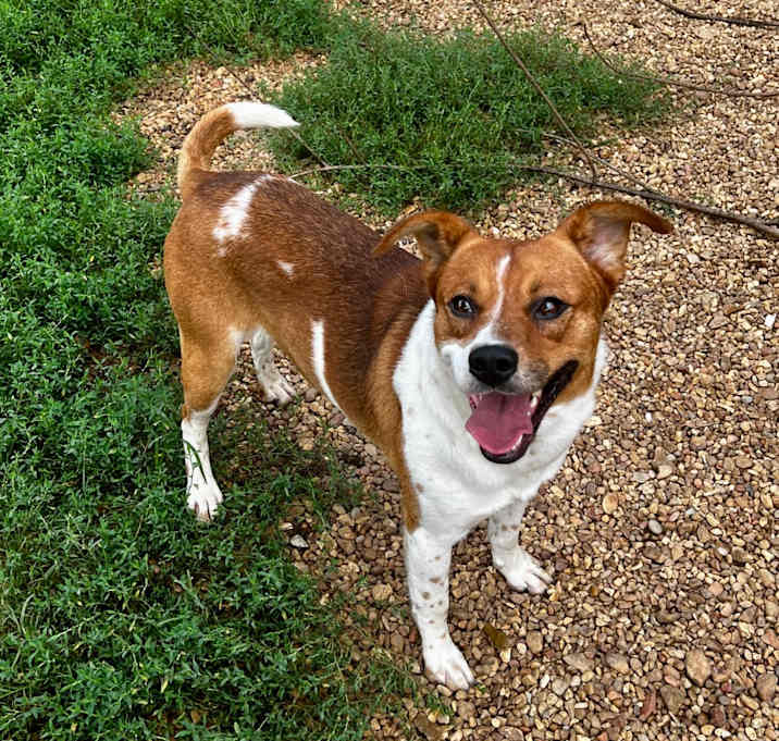 Photo of Baxter