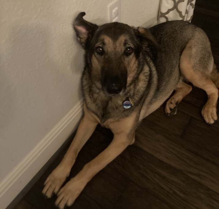 Photo of Daisy