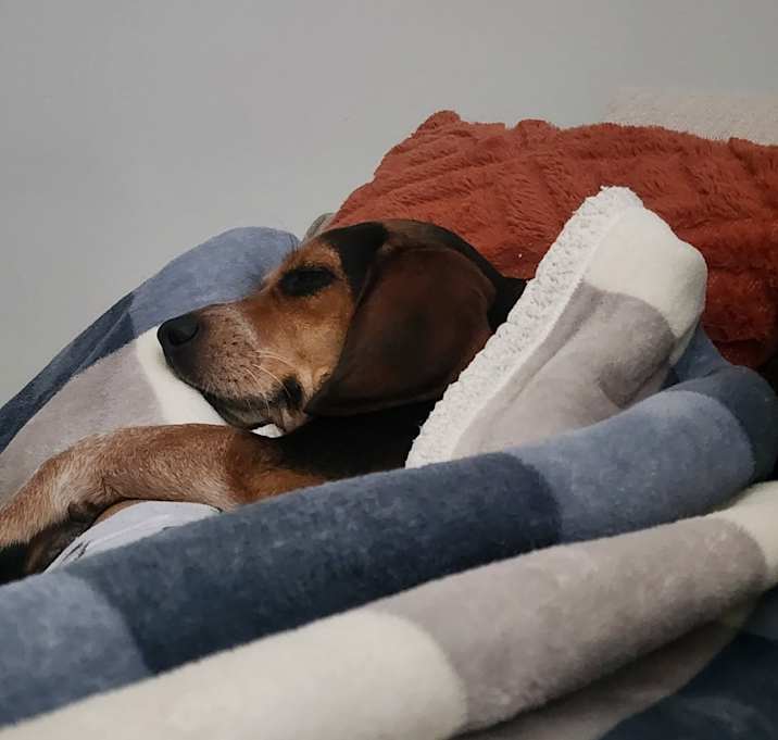 Photo of Bailey