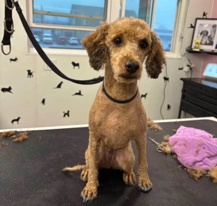 Photo of Doodle