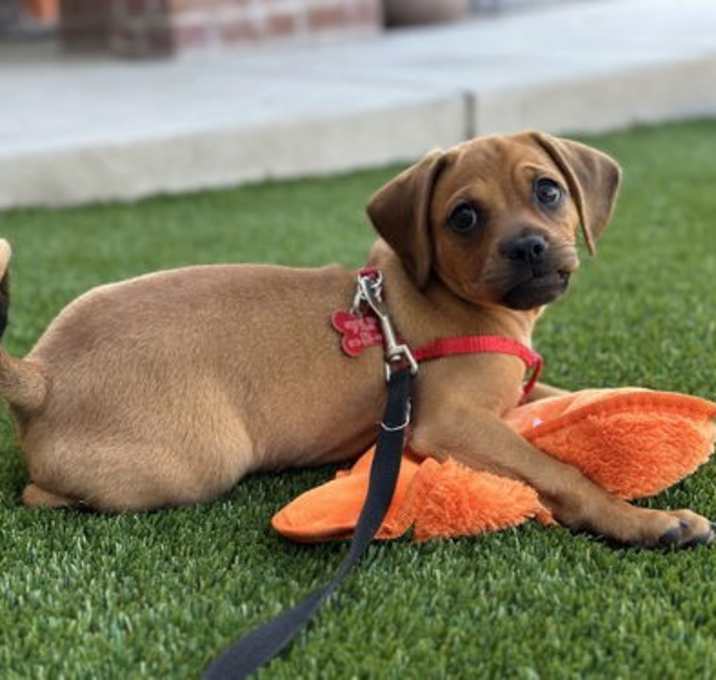 Photo of Benji the Puppy