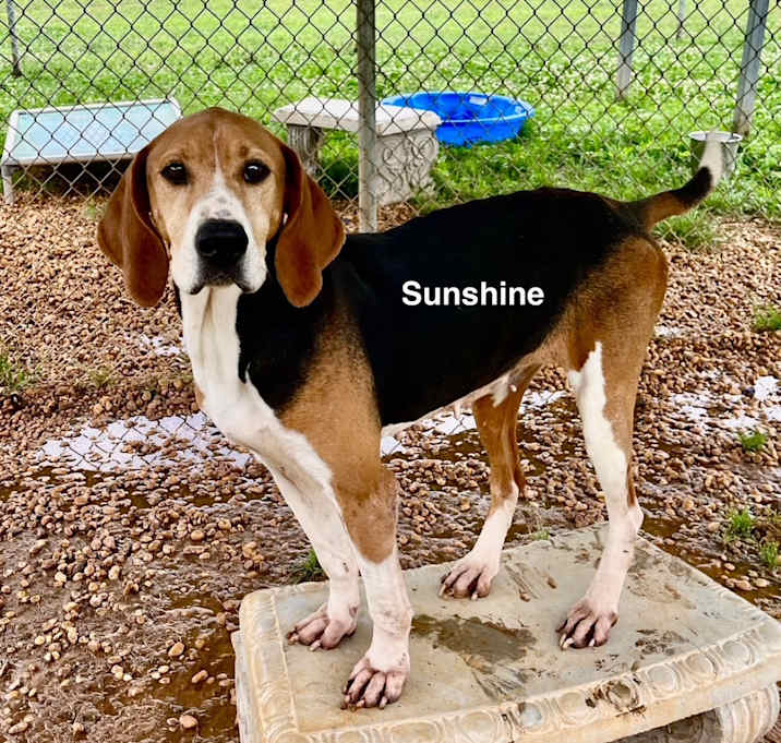 Photo of Sunshine