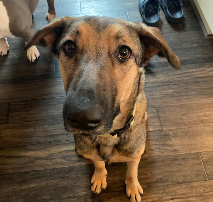 Photo of Daisy
