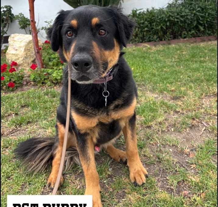 Photo of Buddy