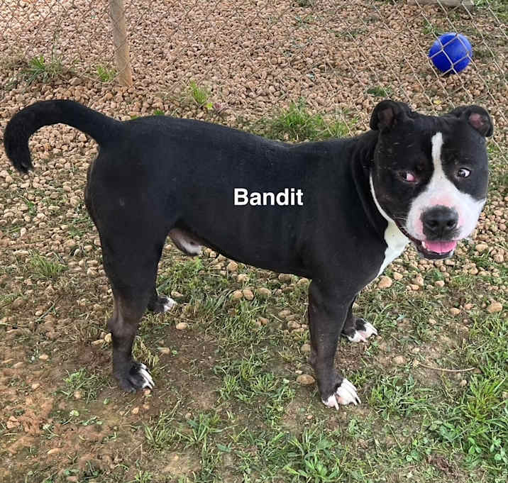 Photo of Bandit