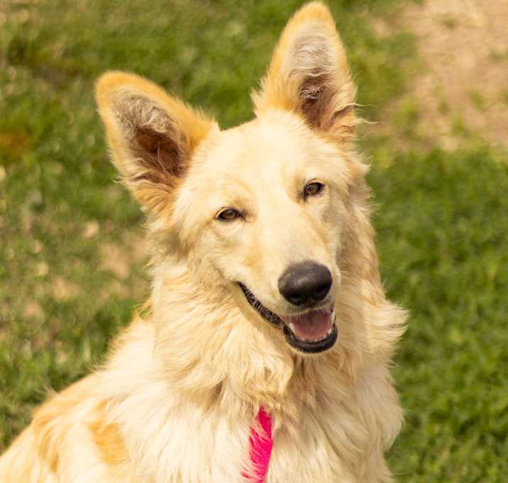 Photo of Fuzz Ball