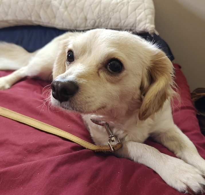 Photo of Buddy