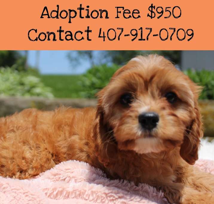 Photo of Male and female cavapoo