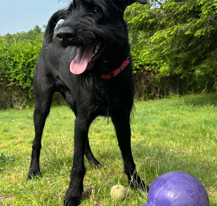 Photo of Milo
