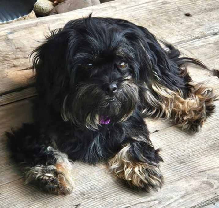 Photo of Bailey