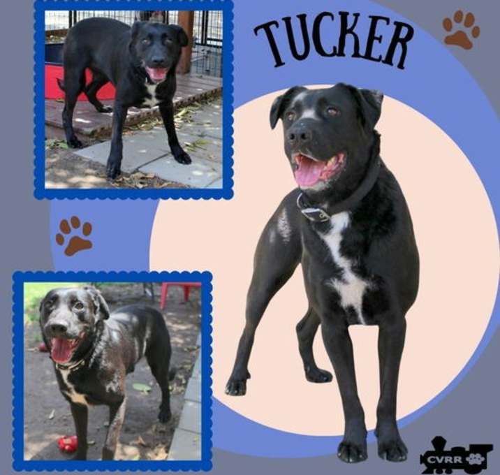 Photo of Tucker