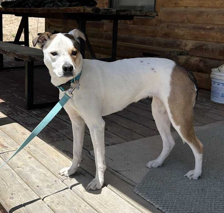 Photo of Suki