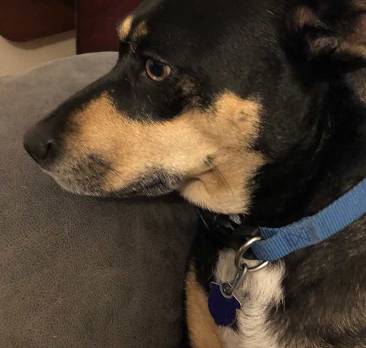 Photo of Luci