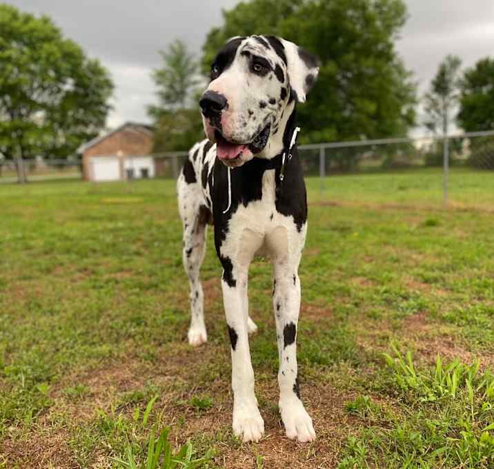Photo of Domino