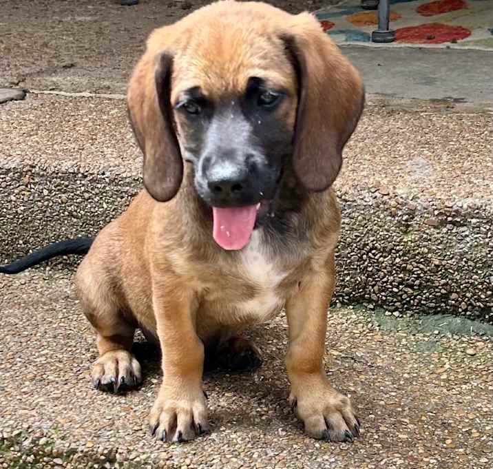 Photo of BRUCE