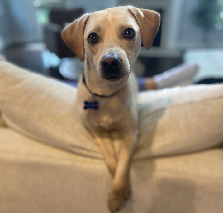 Photo of Goose